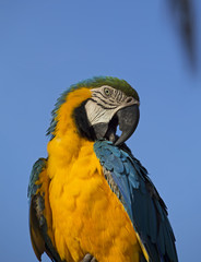 Colorful parrot