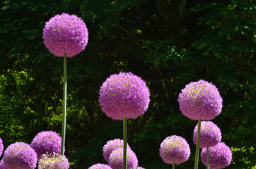 アリウム　初夏, blooming Allium giganteum in botanical garden, Kyoto.