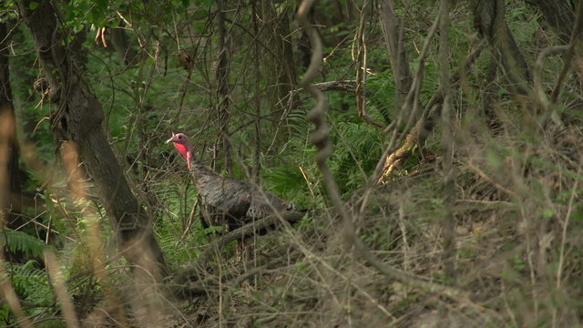 A single Tom stops while out with his flock to look around.