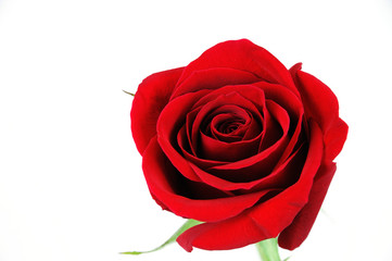 close-up on red rose