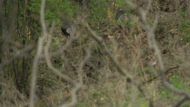 A flock of turkey are leisurely walking through the woods.  Voyeuristic long shot captures the group through some thick.