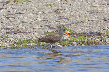 Black Oystercatcher on an Ocean Shore