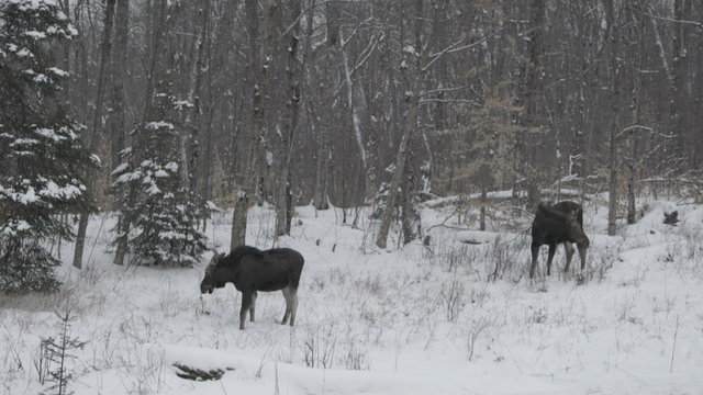 Two female moose graze in winter in the Algonquin Provincial Park, Ontario, Canada
