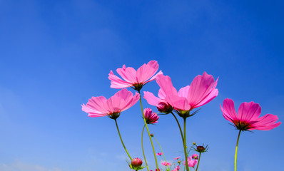 pink cosmos flowers with blue sky and cloud background, with copy space