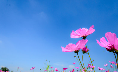 pink cosmos flowers with blue sky and cloud background, with copy space