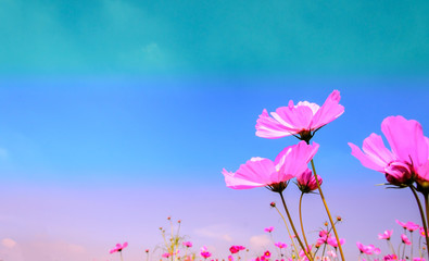 pink cosmos flowers with blue sky and cloud background, with copy space