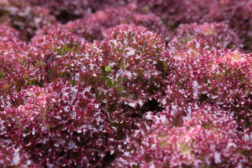 Organic vegetables in the hydroponic farm