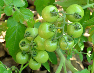 Tomatoes on the green