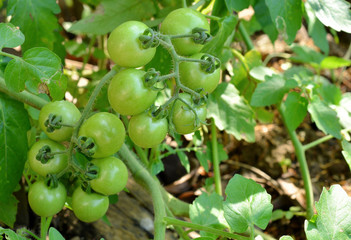 Tomatoes on the green