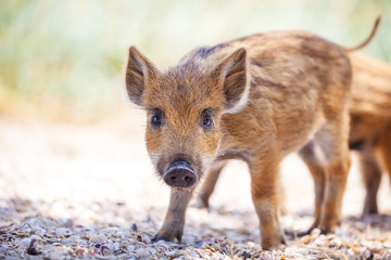 Wild piglets
