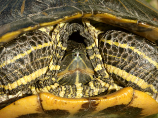 Slider Turtle (Trachemy scripta)