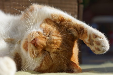 眠る茶猫