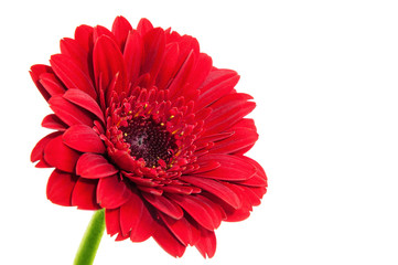 Red gerbera flower, Isolated on white background.