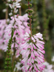 冬の花壇を彩るエリカ・ヒエマリス