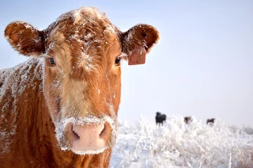 Papier Peint photo Lavable Vache Vache dans la neige