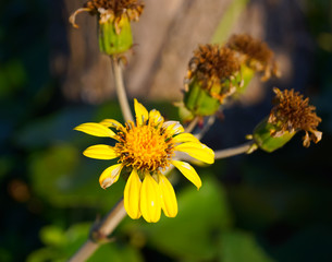 Farfugium flower Japanese yellow flower