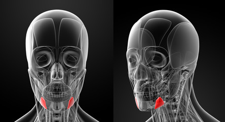 medical illustration of the depressor anguli oris