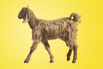 A Desert Goat in Rajasthan, India, Isolated 