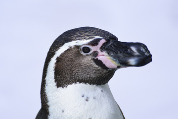 Portrait of a penguin.