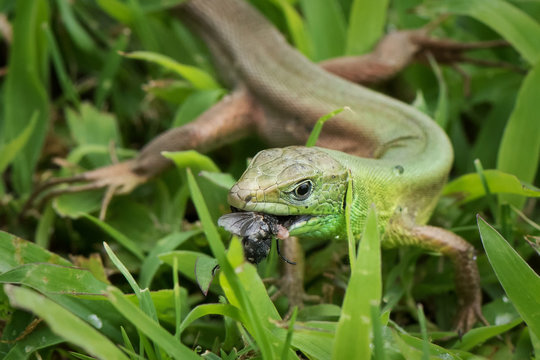 Green lizard eating the fly