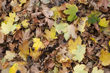 Fallen Winter Maple Leaves