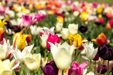 Nahaufnahme von einem Tulpenfeld