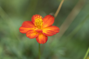 Orange Cosmos flower with Green Background Out of Focus