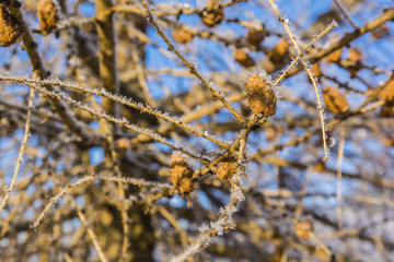 Larch cones and twigs off the frost.