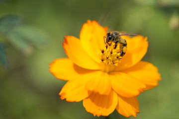 Bee with Orange Cosmos flower with Blur background macro