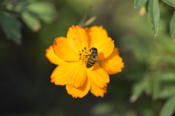 Bee with Orange Cosmos flower with Blur background