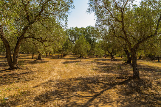 grove of olive trees