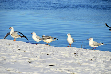 Möwen am schneebedeckten Kai