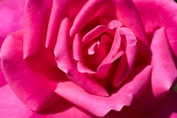Red Rose Closeup Shot