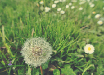 Fluffy white dandelion and white chamomile flowers in a green field on a sunny day. Image filtered in faded, retro, Instagram style; nostalgic, vintage spring concept.