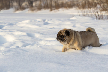 Pug dog on white snow