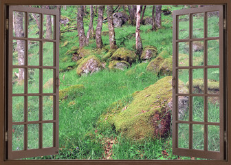 Open window view to forest