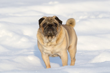 Pug dog on white snow