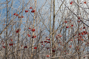 Rowan bush
