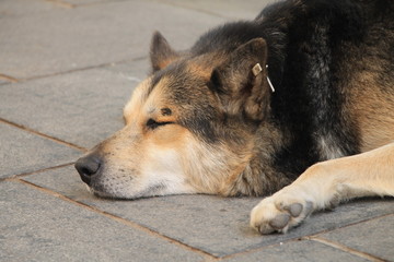 Homeless dog sleeping on the street in Sarajevo , Bosnia and Herzegovina