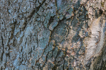 Abstract wood texture bark.