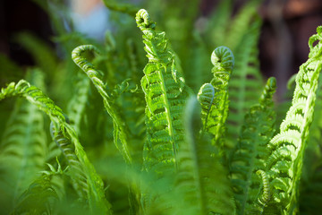  fern leaves