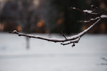 snow on branch of tree