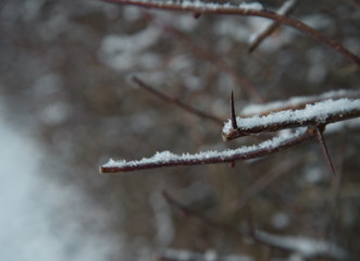 white snow on branch of tree with thorn