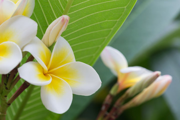 white frangipani tropical flower, plumeria flower blooming