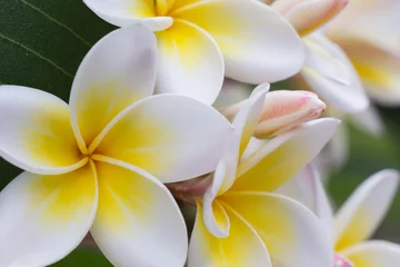 Rolgordijnen Frangipani white frangipani tropical flower, plumeria flower blooming