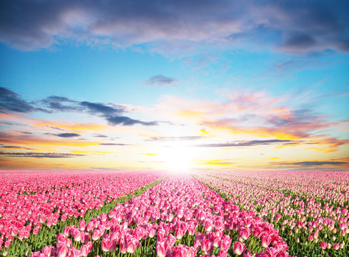 Beautiful tulips field in the Netherlands