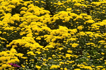 Yellow Chrysanthemum flower bankground