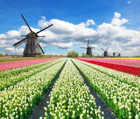 Gordijnen Vibrant tulips field with Dutch windmills © Jag_cz