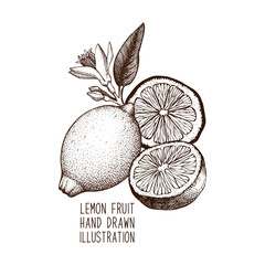 Ink hand drawn lemon isolated on white background. Vector illustration of highly detailed citrus fruits