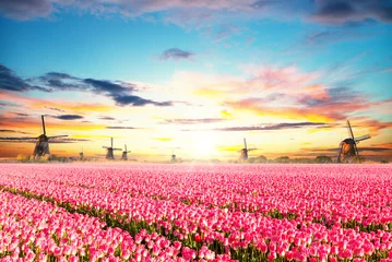 Tuinposter Vibrant tulips field with Dutch windmills © Jag_cz